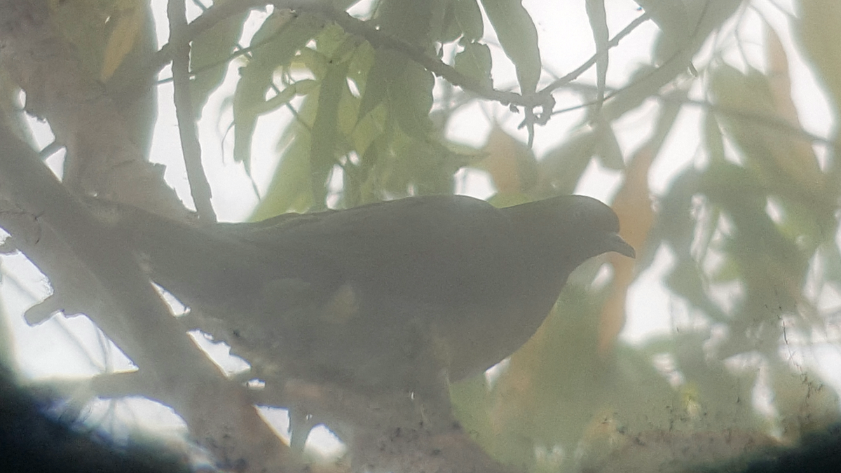 Wedge-tailed Green-Pigeon - ML498012471