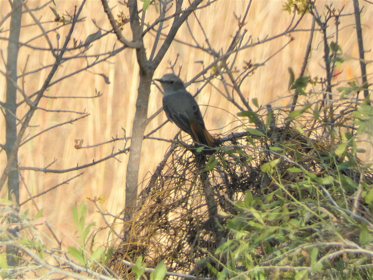 Madagascar Cuckooshrike - Mike Tuer