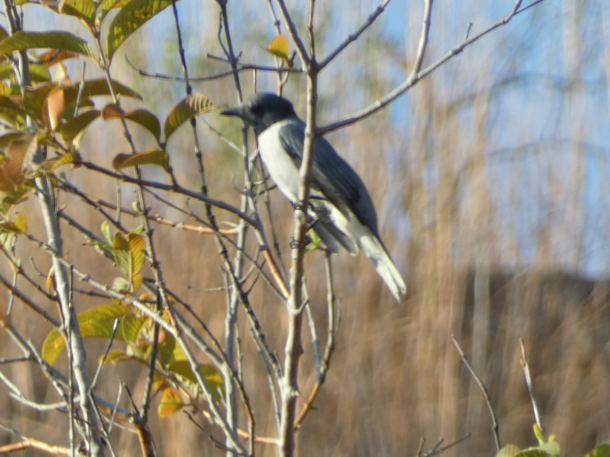 Madagascar Cuckooshrike - Mike Tuer