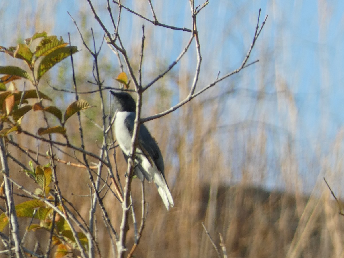 Madagascar Cuckooshrike - Mike Tuer