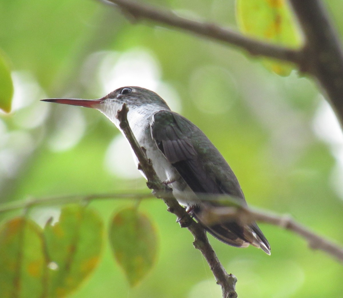 White-bellied Emerald - ML498013251