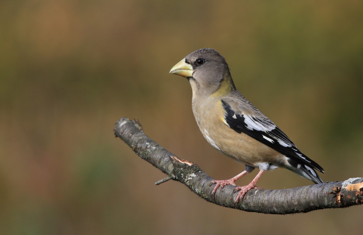 Evening Grosbeak - ML498013621