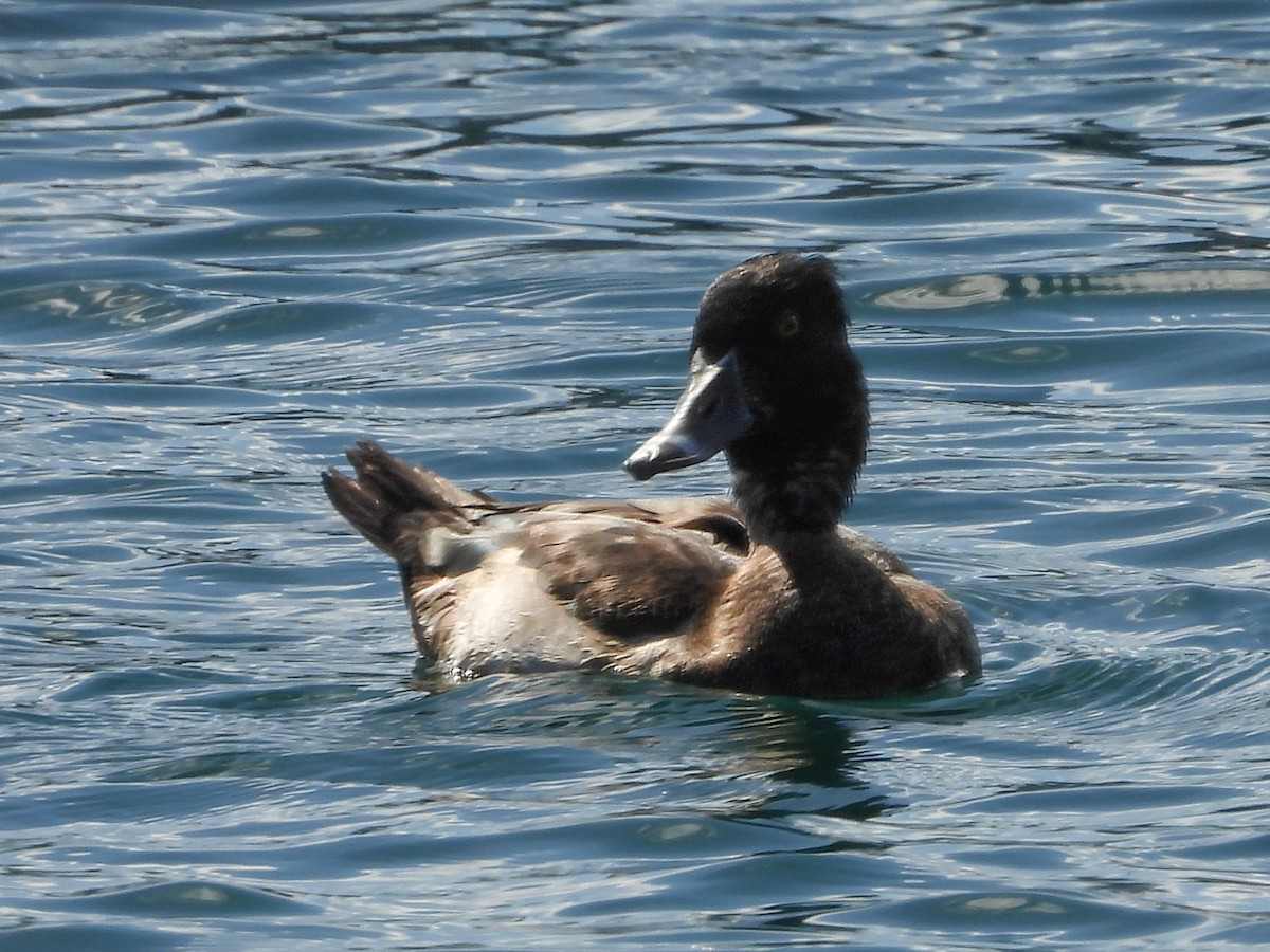 Ring-necked Duck - ML498013781