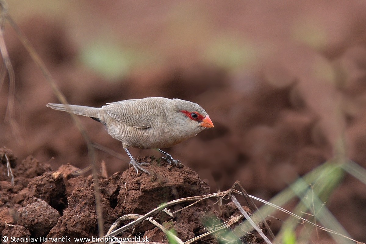 Common Waxbill - ML498014731