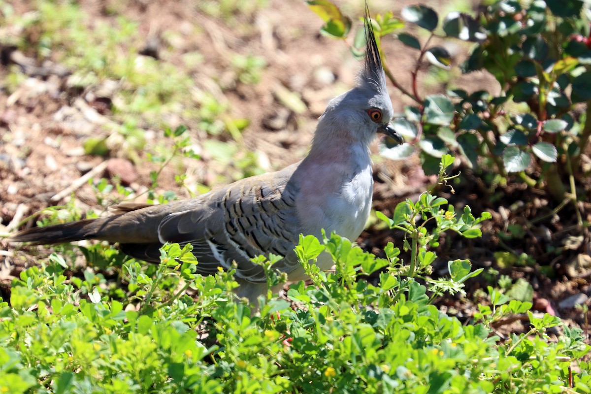 Crested Pigeon - ML498015041