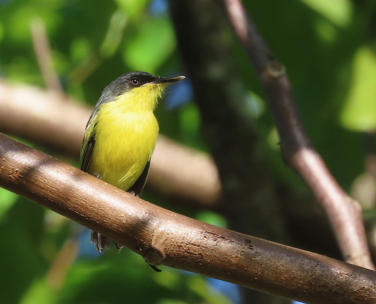 Common Tody-Flycatcher - ML498016451