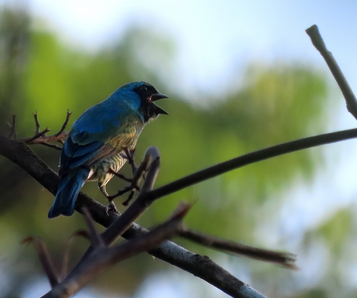 Swallow Tanager - ML498016671