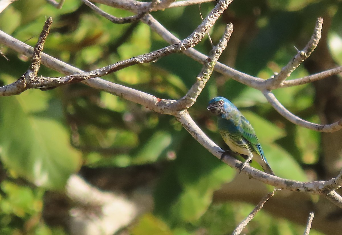 Swallow Tanager - ML498016681