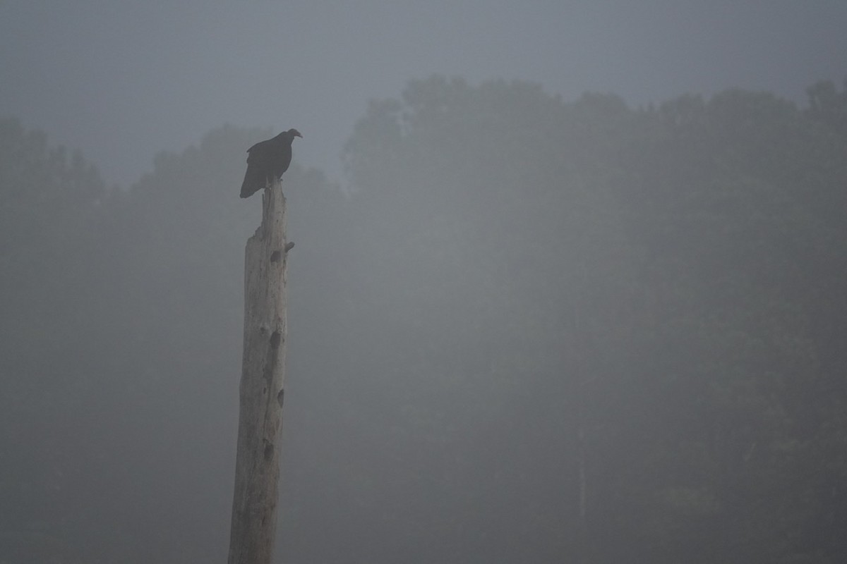 Turkey Vulture - ML498017281