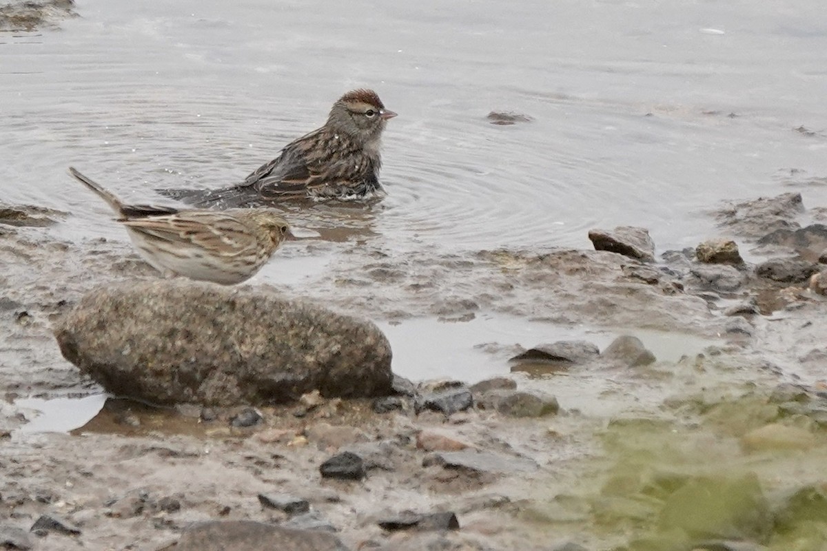 Savannah Sparrow - ML498017841