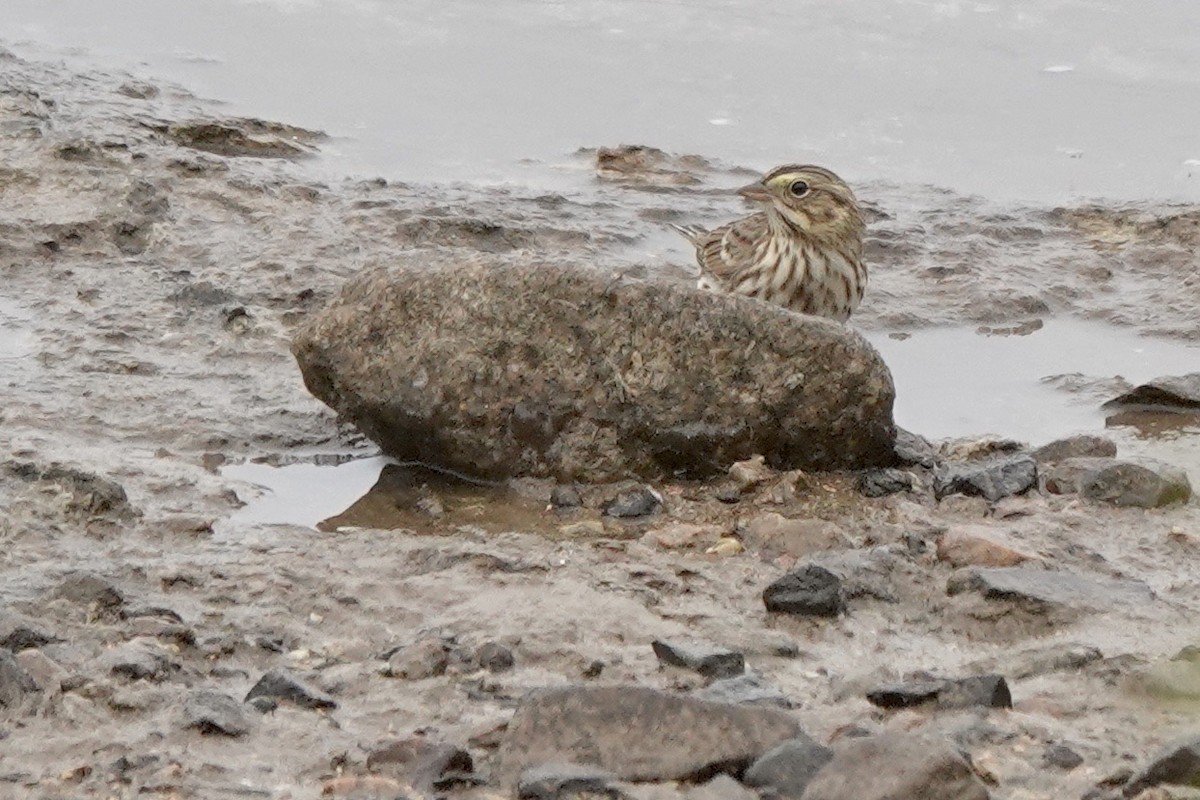 Savannah Sparrow - ML498017851