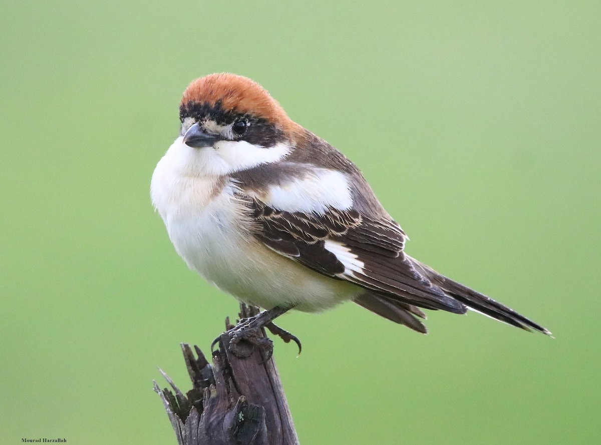 Woodchat Shrike - ML498018431