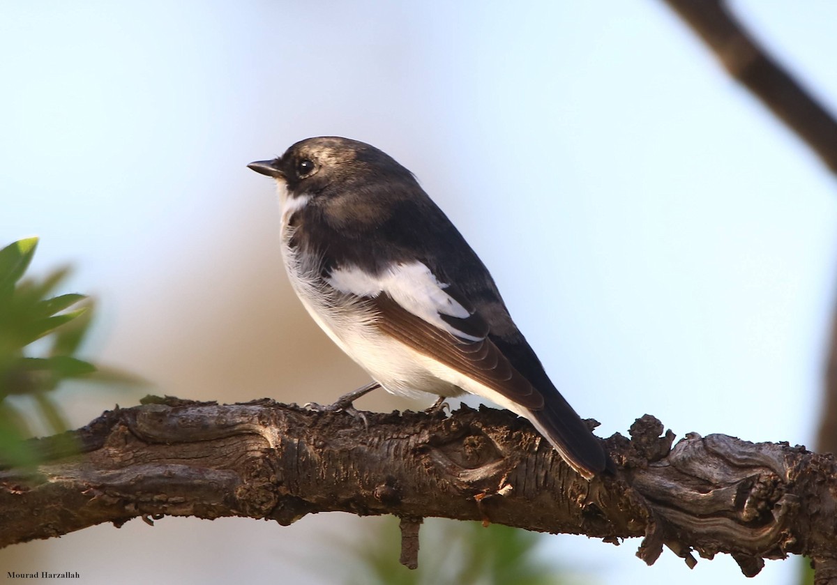 European Pied Flycatcher - ML498018451