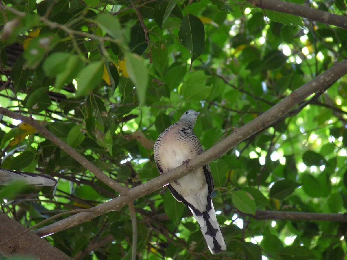 斑馬鳩 - ML498018471