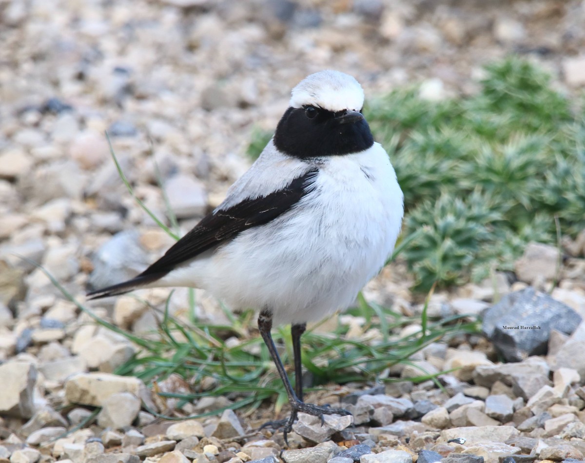 Atlas Wheatear - ML498018481