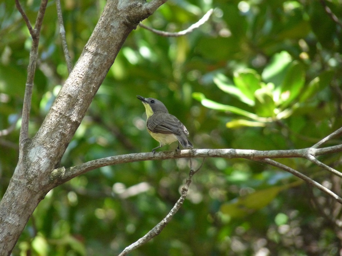 Golden-bellied Gerygone - Bijoy Venugopal