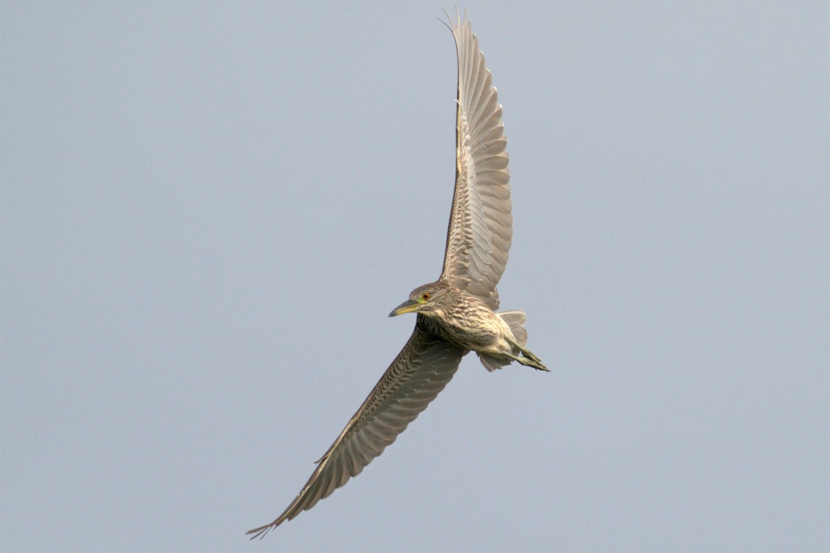 Black-crowned Night Heron - ML498018521