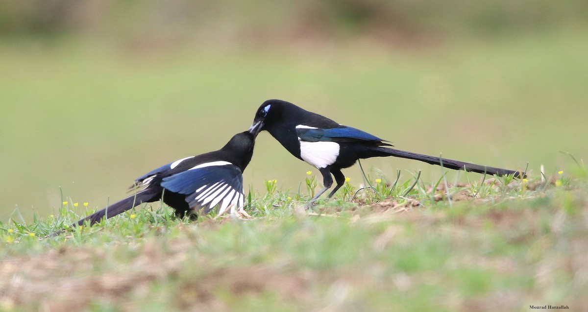 Maghreb Magpie - ML498018571