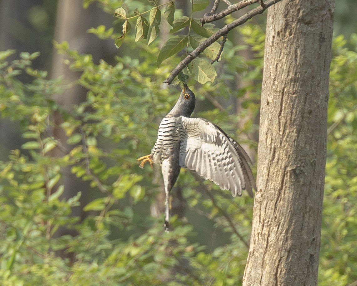 Indian Cuckoo - ML498018691