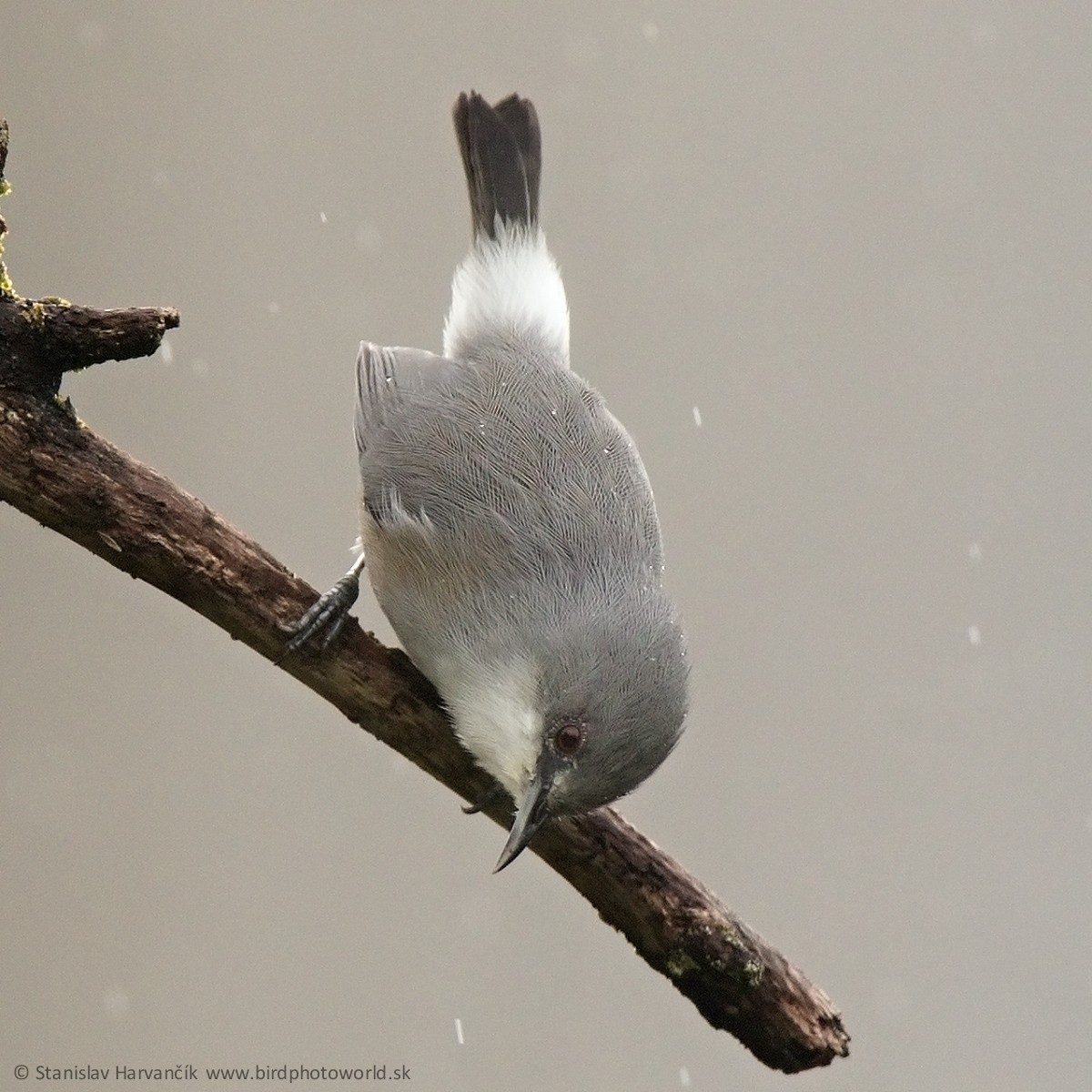 Mauritius Gray White-eye - ML498018931