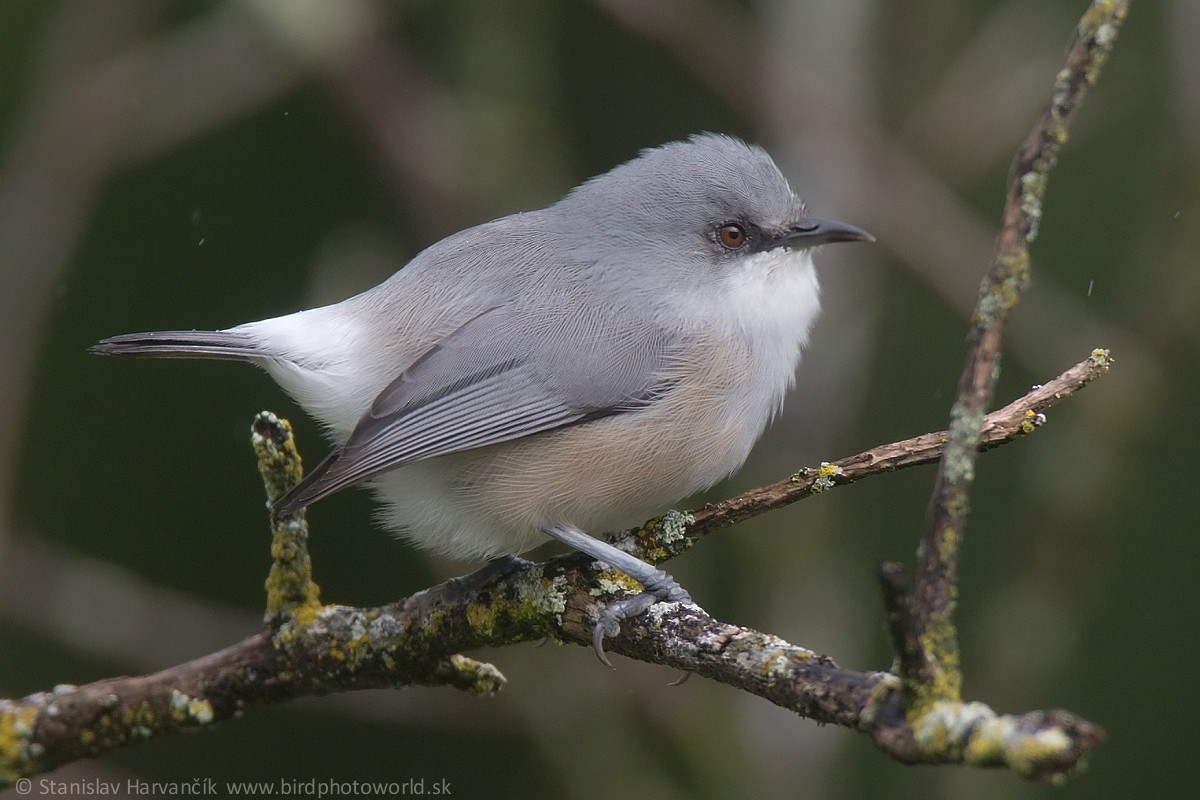 Mauritius Gray White-eye - ML498018961