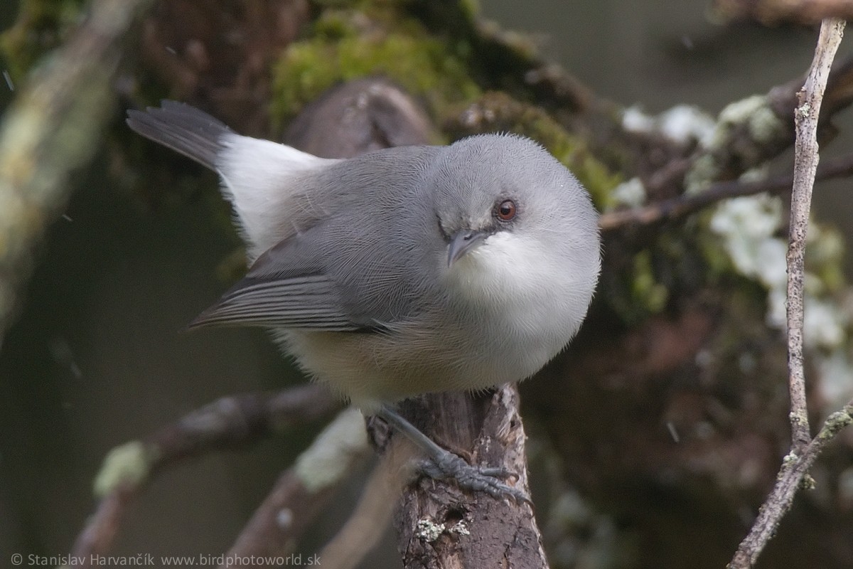 Mauritius Gray White-eye - ML498018971