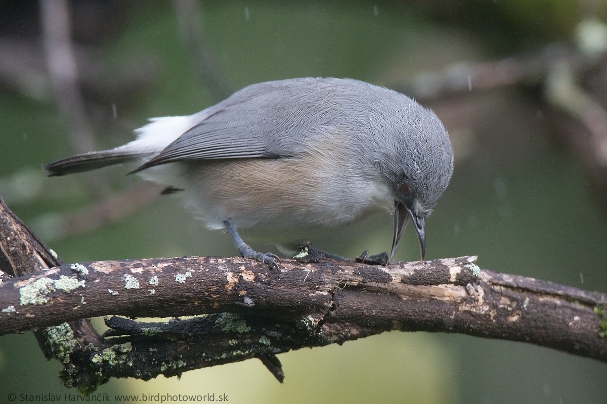 Mauritius Gray White-eye - Stanislav Harvančík