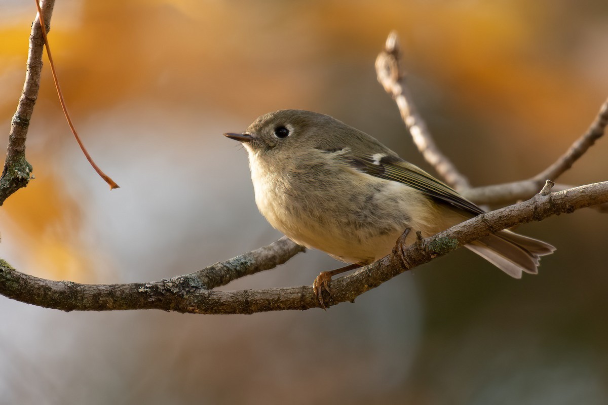 Ruby-crowned Kinglet - Gerry Gerich