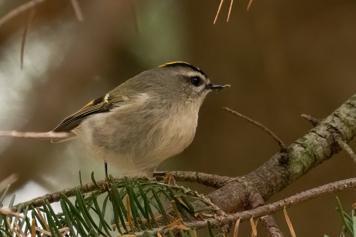 Golden-crowned Kinglet - ML498019371