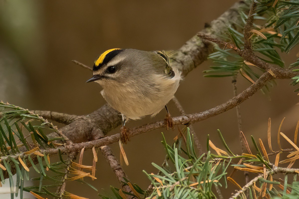 Golden-crowned Kinglet - ML498019381