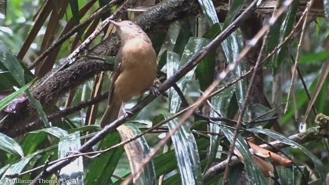 Rufous Shrikethrush - ML498019661