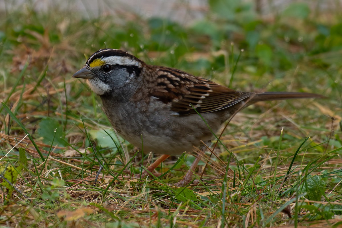 White-throated Sparrow - Gerry Gerich