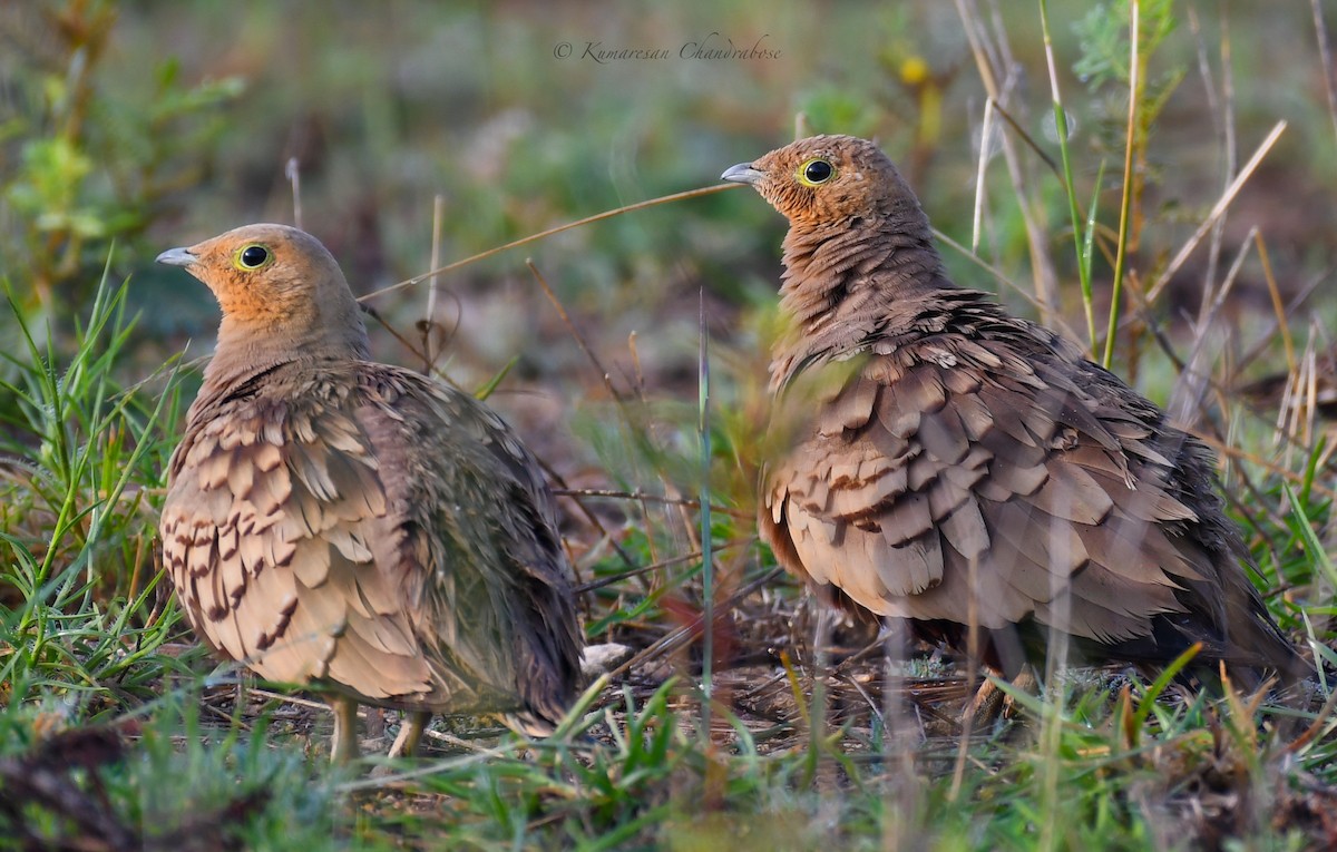 Chestnut-bellied Sandgrouse - ML498020061