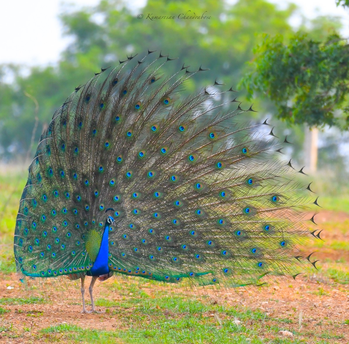 Indian Peafowl - ML498020301