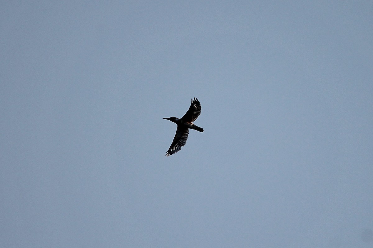 Belted Kingfisher - ML498020401