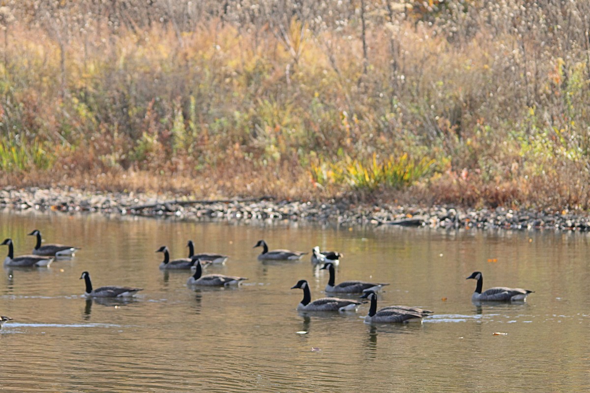 Canada Goose - ML498020701