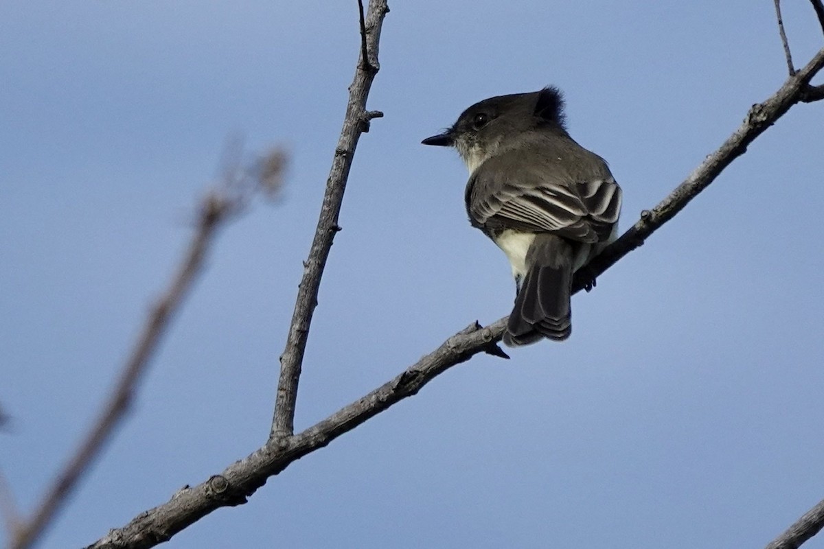 Eastern Phoebe - ML498020921
