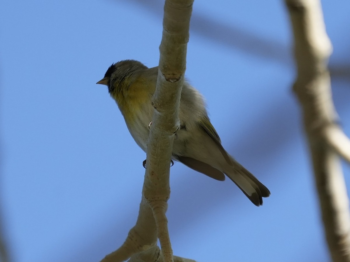 Lawrence's Goldfinch - ML498021481