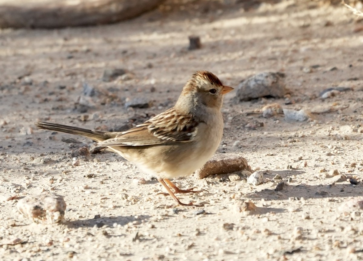 White-crowned Sparrow - ML498021541