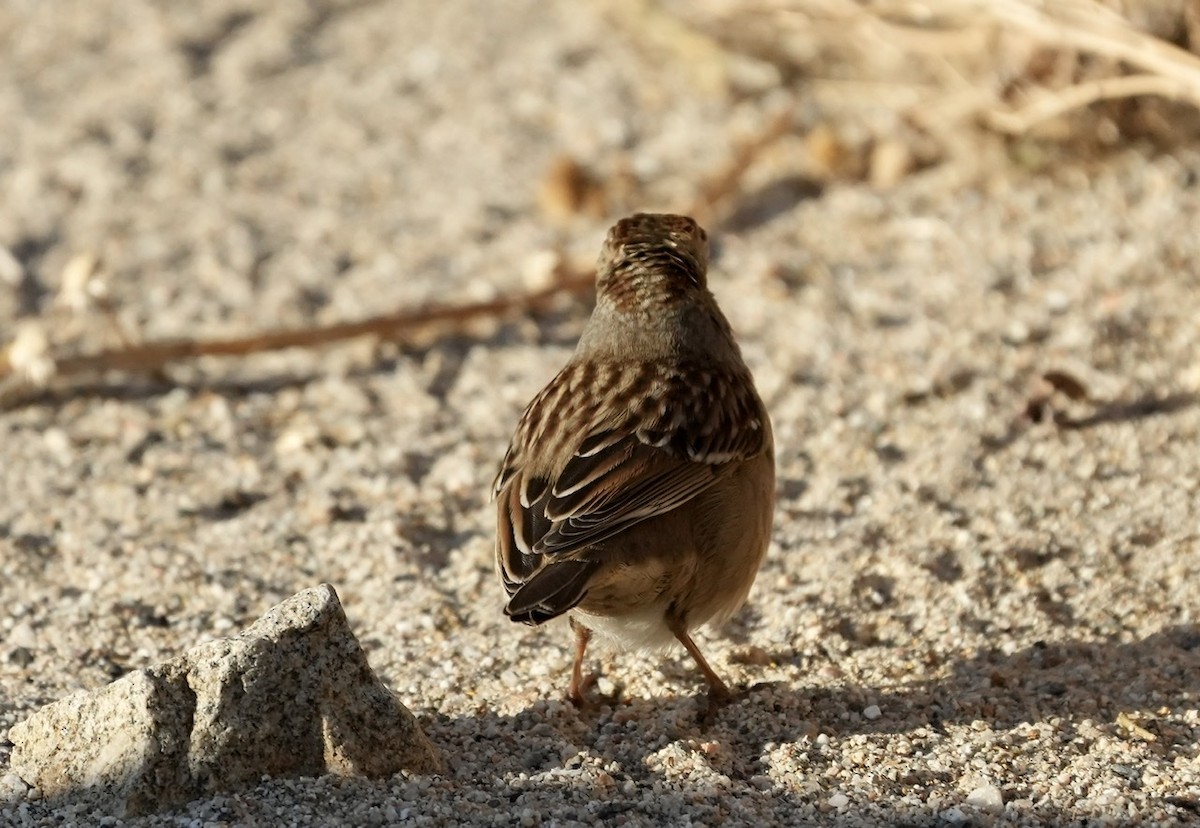 White-crowned Sparrow - ML498021551