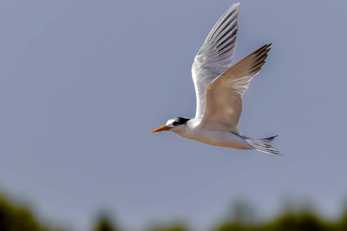 Lesser Crested Tern - ML498021661