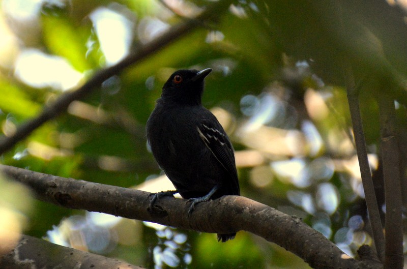 Black-tailed Antbird - Otto Valerio   Amazonas Birding