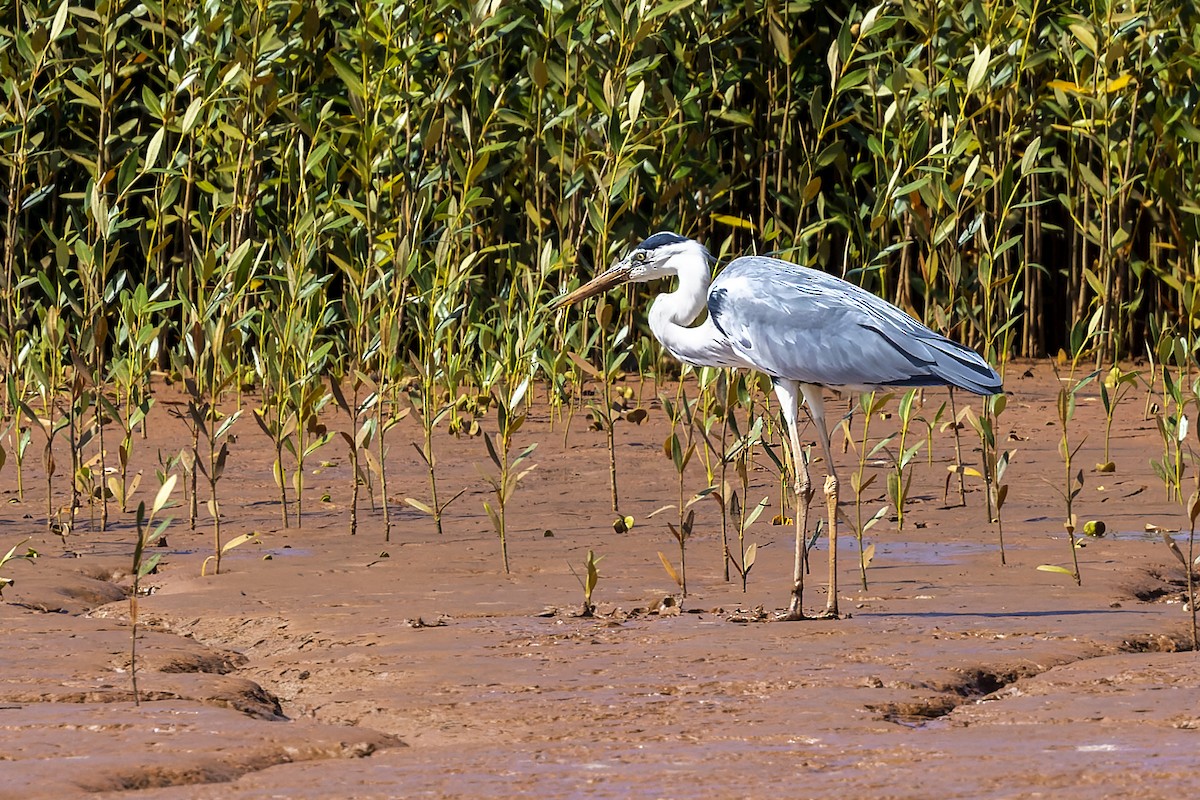 Gray Heron - ML498021681