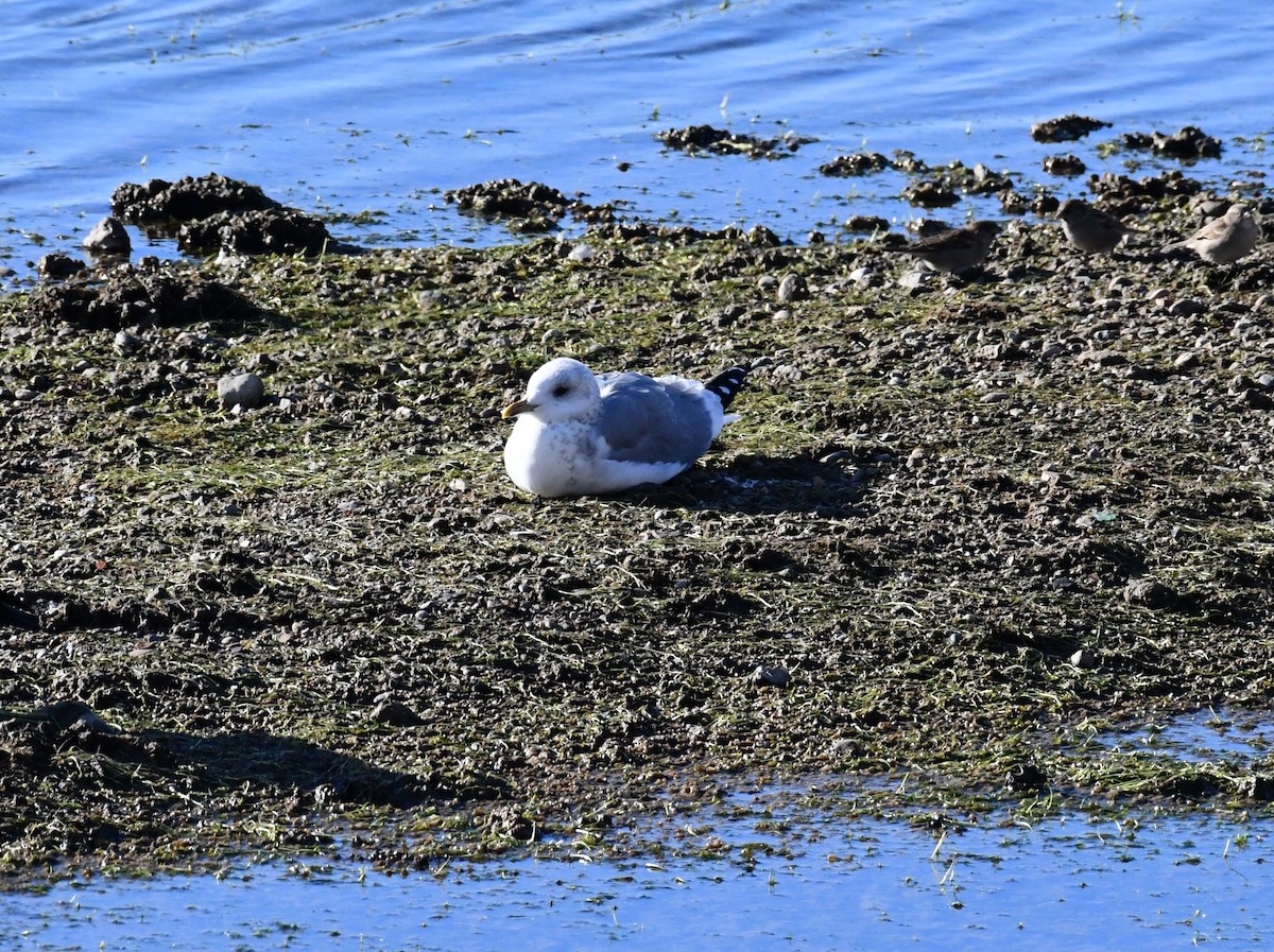 Үүлэн цахлай - ML498021921