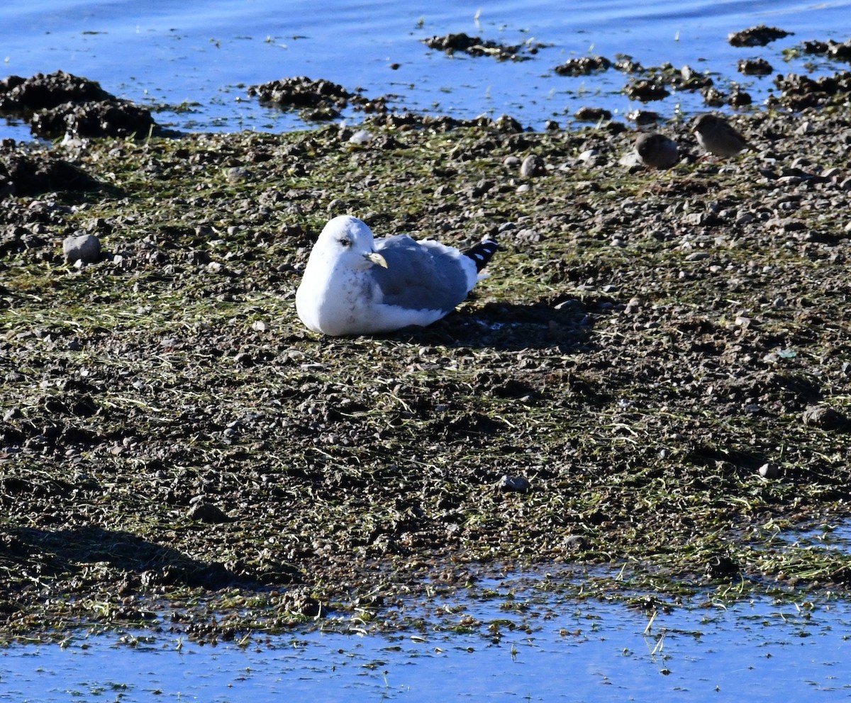 Үүлэн цахлай - ML498021931