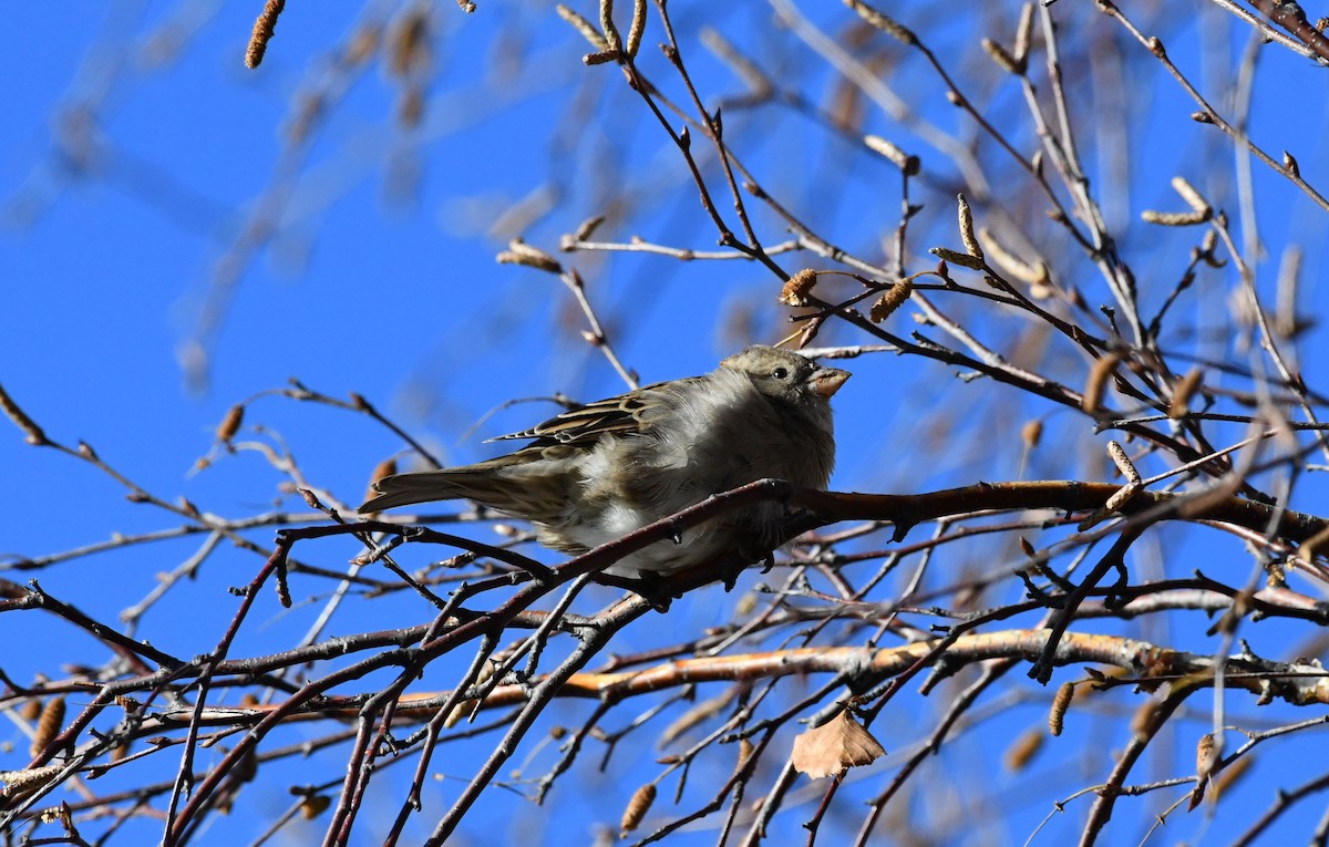 House Sparrow - ML498021951