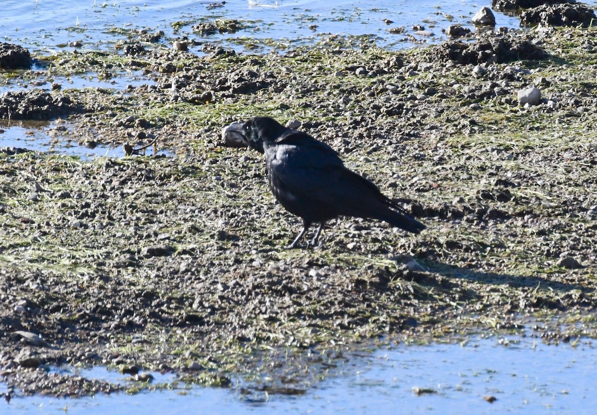 Carrion Crow - ML498021981