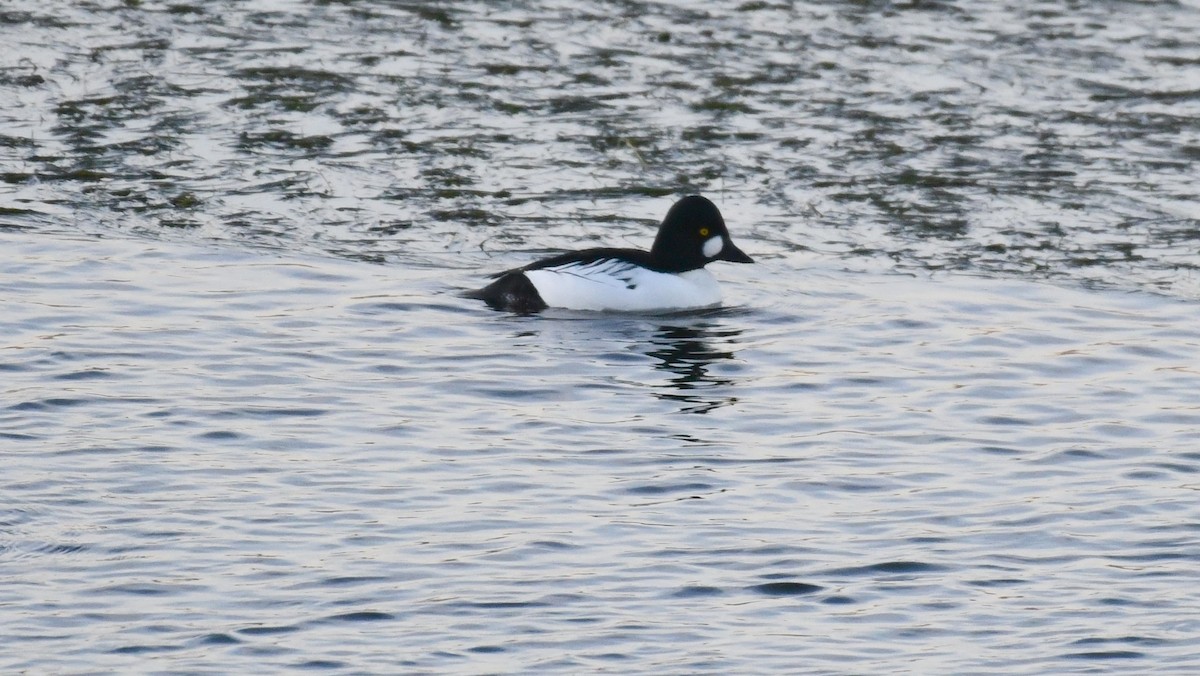 Common Goldeneye - ML498022021