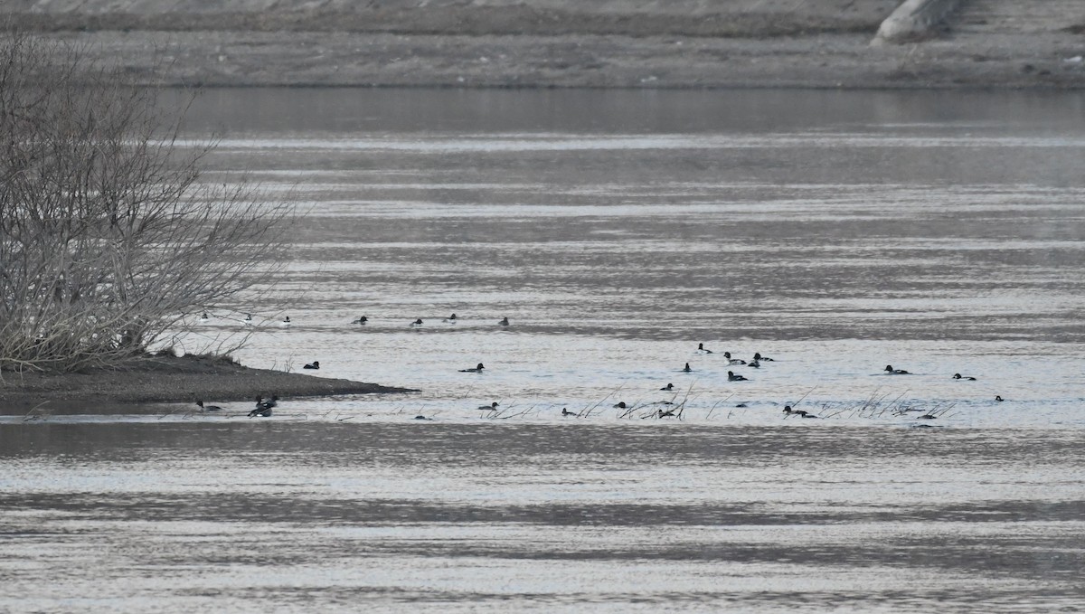 Алаг шунгаач - ML498022031