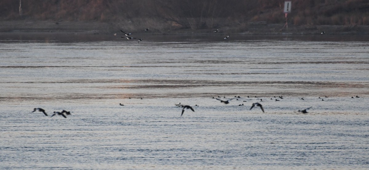 Common Goldeneye - ML498022041